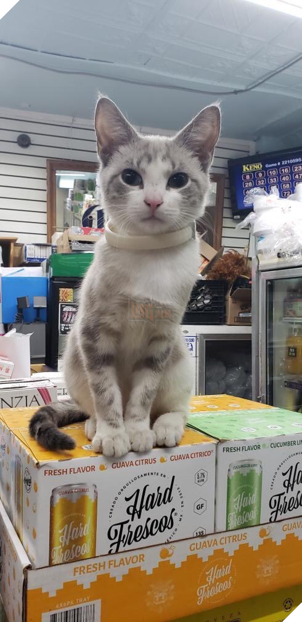 Tuyển tập những chú mèo chăm chỉ ngồi trông hàng và sở hữu phong thái như thể chính chúng nó mới là ông chủ - Ảnh 11.