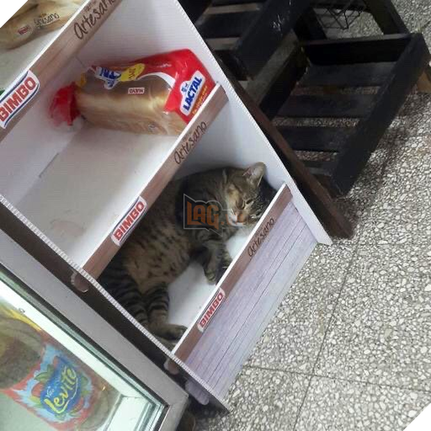 Tuyển tập những chú mèo chăm chỉ ngồi trông hàng và sở hữu phong thái như thể chính chúng nó mới là ông chủ - Ảnh 12.