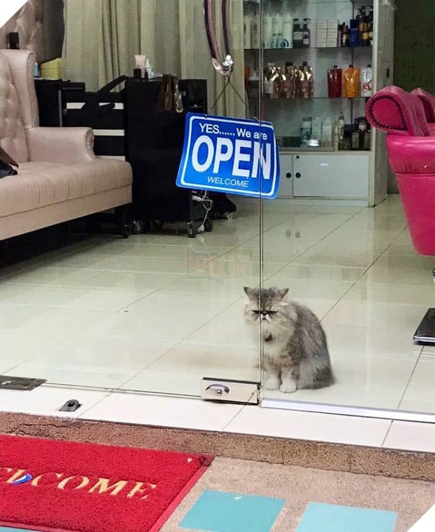 Tuyển tập những chú mèo chăm chỉ ngồi trông hàng và sở hữu phong thái như thể chính chúng nó mới là ông chủ - Ảnh 13.