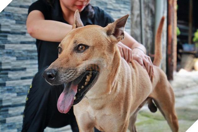 Chú chó Phú Quốc đắt giá nhất Việt Nam được đại gia khắp nơi “săn đón” - 1