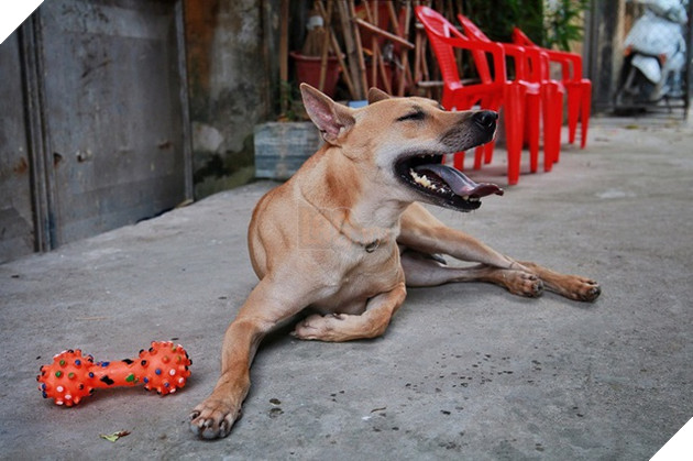 Chú chó Phú Quốc đắt giá nhất Việt Nam được đại gia khắp nơi “săn đón” - 2