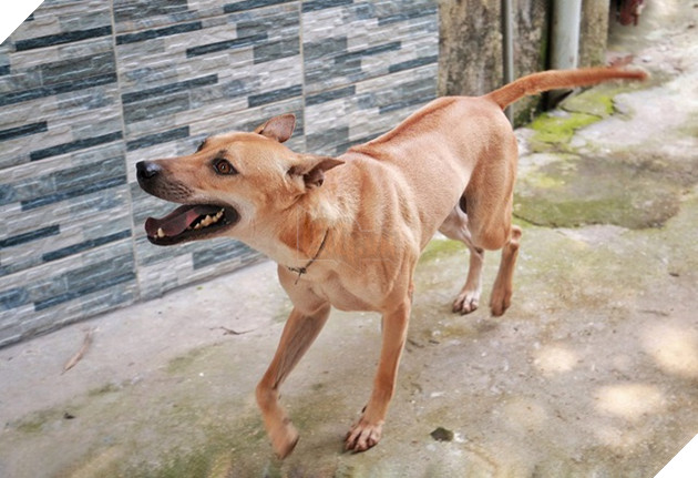 Chú chó Phú Quốc đắt giá nhất Việt Nam được đại gia khắp nơi “săn đón” - 4