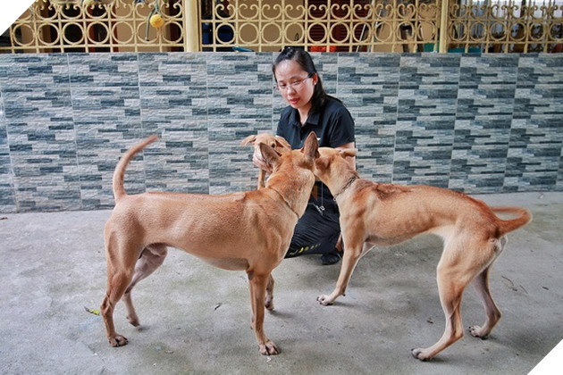 Chú chó Phú Quốc đắt giá nhất Việt Nam được đại gia khắp nơi “săn đón” - 6