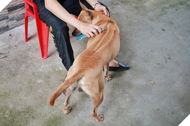 Chú chó Phú Quốc đắt giá nhất Việt Nam được đại gia khắp nơi “săn đón” - 9