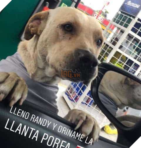 Được cho ăn, chú chó hoang trả ơn bằng cách bảo vệ nhân viên trạm xăng khỏi kẻ cướp 3