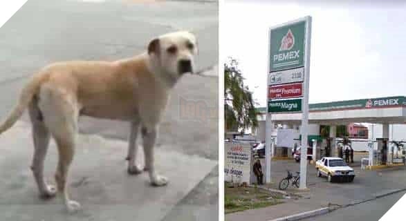 Được cho ăn, chú chó hoang trả ơn bằng cách bảo vệ nhân viên trạm xăng khỏi kẻ cướp