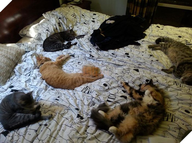 tinh huong "do khoc do cuoi" khi bi cho, meo cung chiem cho tren giuong ngu hinh 12