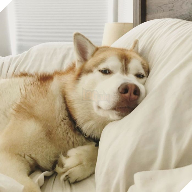 tinh huong "do khoc do cuoi" khi bi cho, meo cung chiem cho tren giuong ngu hinh 3