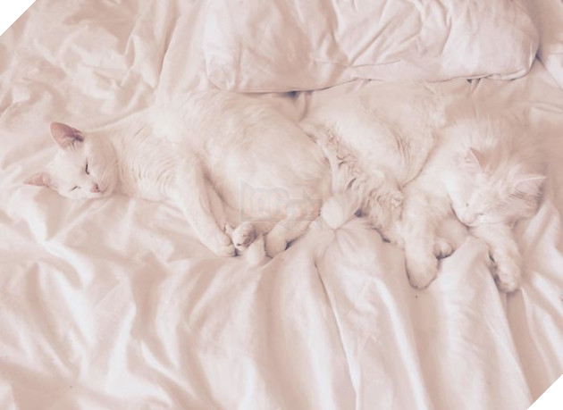 tinh huong "do khoc do cuoi" khi bi cho, meo cung chiem cho tren giuong ngu hinh 4