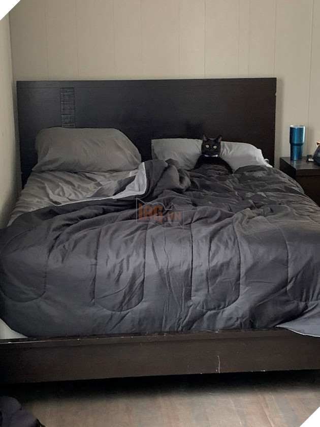 tinh huong "do khoc do cuoi" khi bi cho, meo cung chiem cho tren giuong ngu hinh 5