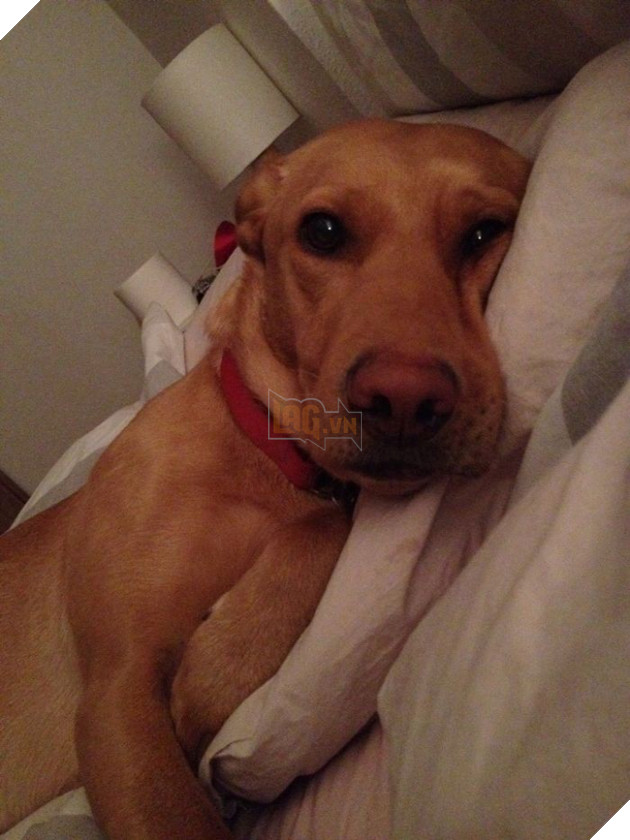 tinh huong "do khoc do cuoi" khi bi cho, meo cung chiem cho tren giuong ngu hinh 6