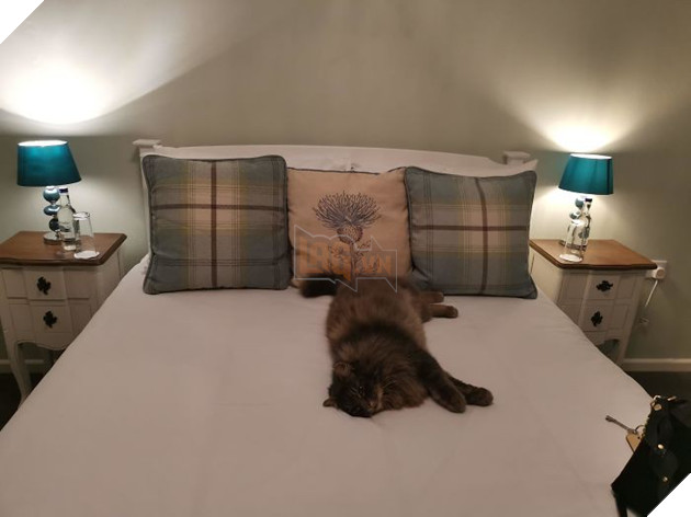 tinh huong "do khoc do cuoi" khi bi cho, meo cung chiem cho tren giuong ngu hinh 8