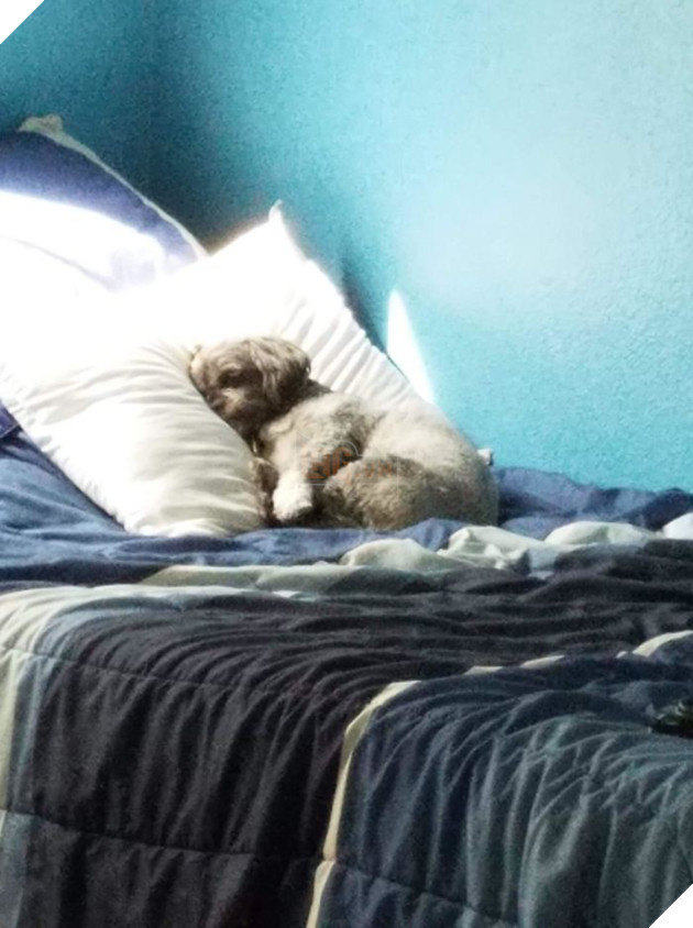 tinh huong "do khoc do cuoi" khi bi cho, meo cung chiem cho tren giuong ngu hinh 9