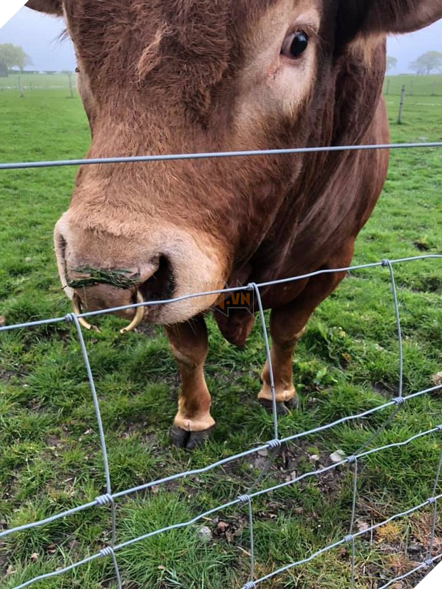 Chú bò gãi mông đổ cả cột điện khiến 800 hộ dân chìm nghỉm trong bóng tối - Ảnh 1.
