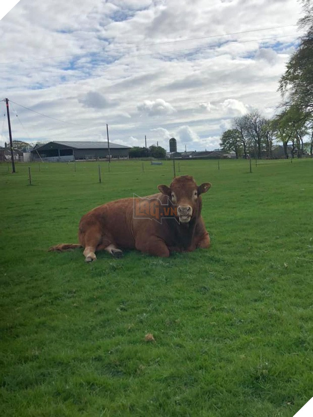 Chú bò gãi mông đổ cả cột điện khiến 800 hộ dân chìm nghỉm trong bóng tối - Ảnh 2.