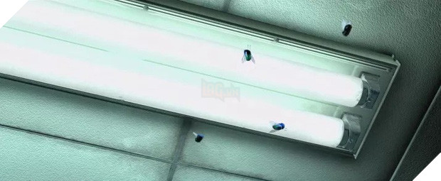 Những chi tiết bí mật trong phim Disney sẽ khiến bạn ngỡ ngàng vì sự tỉ mỉ - Ảnh 3.