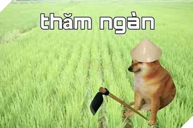 Thăm Ngàn có nghĩa gì, có nguồn gốc từ đâu và xuất hiện trong meme ra sao? 4