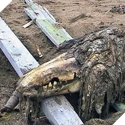 SCP-682 (@SCP___682) | Twitter