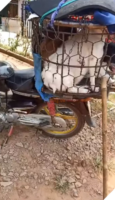 Số phận của chú chó mang bầu được giải cứu sau màn cự cãi tay đôi với người buôn chó ‘chảnh chọe’ 2