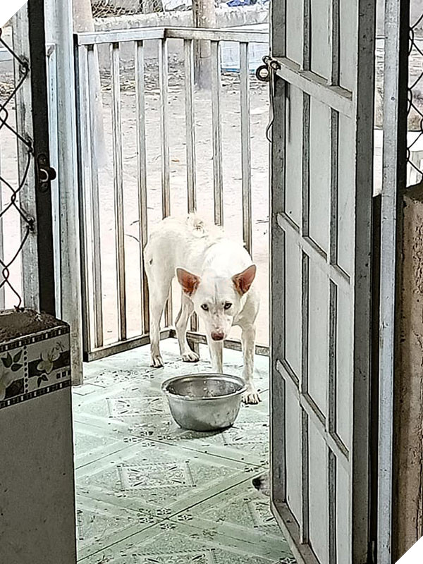 Số phận của chú chó mang bầu được giải cứu sau màn cự cãi tay đôi với người buôn chó ‘chảnh chọe’ 3