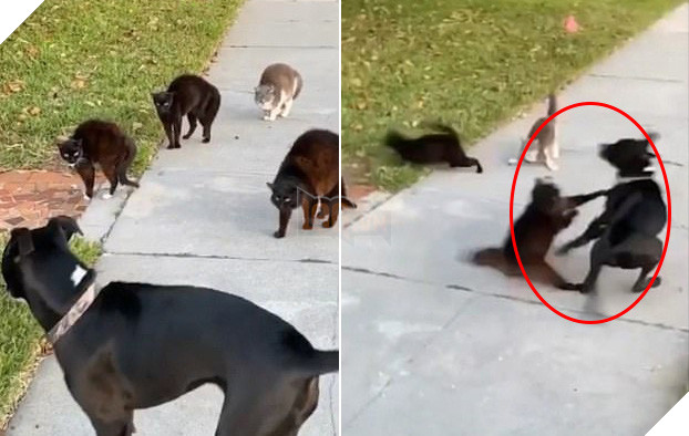 Đi lạc vào chỗ các boss mèo đang chill, chú chó tội nghiệp bị cả băng đảng đuổi chạy tóe khói - Hình 1