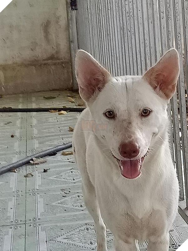 Số phận của chú chó mang bầu được giải cứu sau màn cự cãi tay đôi với người buôn chó ‘chảnh chọe’ 4