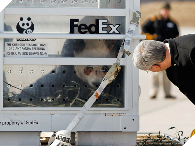 Canada trả gấu trúc hữu nghị về Trung Quốc vì thiếu thức ăn do dịch bệnh 2