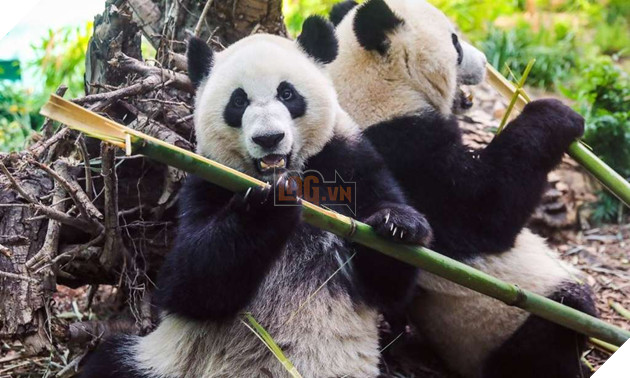 Canada trả gấu trúc hữu nghị về Trung Quốc vì thiếu thức ăn do dịch bệnh 3