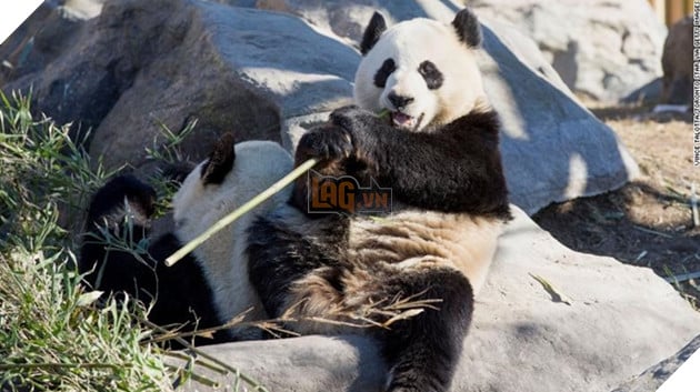 Canada trả gấu trúc hữu nghị về Trung Quốc vì thiếu thức ăn do dịch bệnh