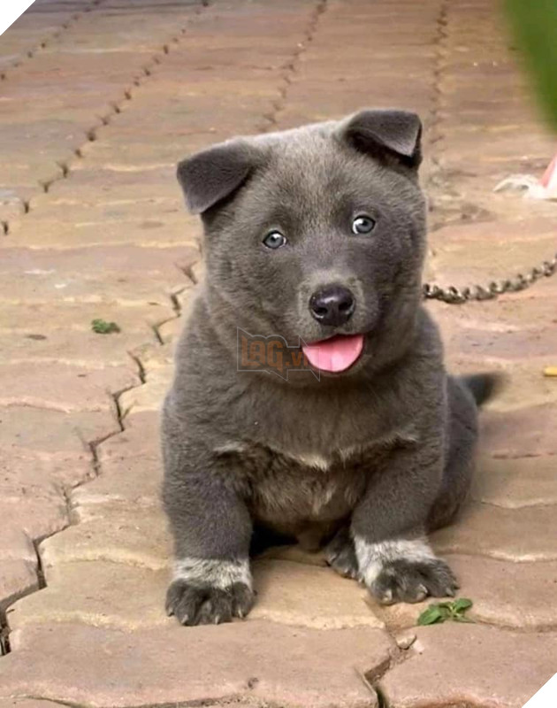 Chỉ sau 3 tháng thành đại boss quốc dân, chú chó Nguyễn Văn Dúi khiến dân mạng bất ngờ với màn “dậy thì” có vẻ không mấy thành công 2