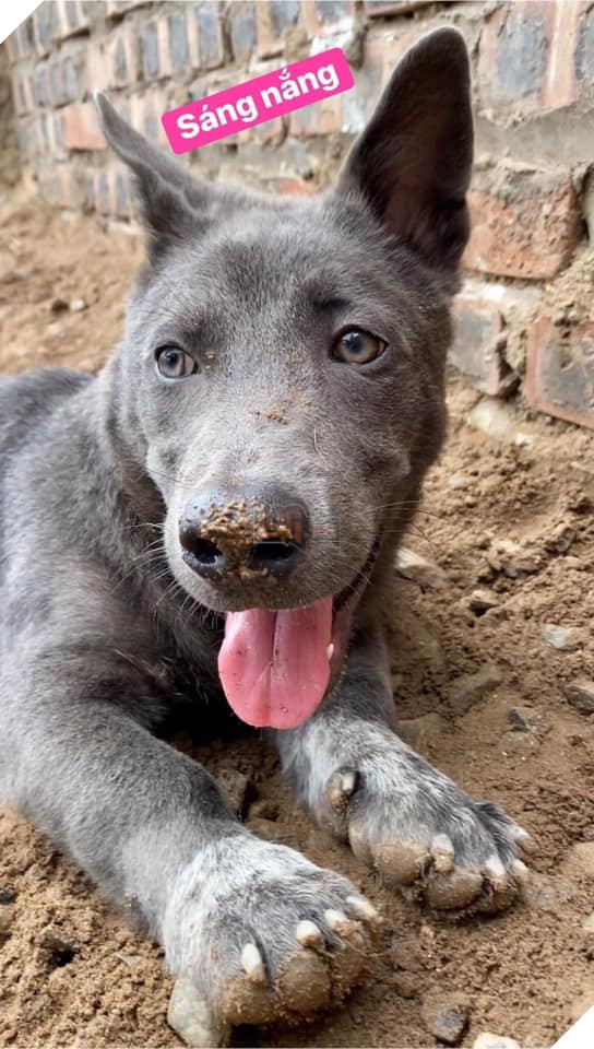 Chỉ sau 3 tháng thành đại boss quốc dân, chú chó Nguyễn Văn Dúi khiến dân mạng bất ngờ với màn “dậy thì” có vẻ không mấy thành công 12