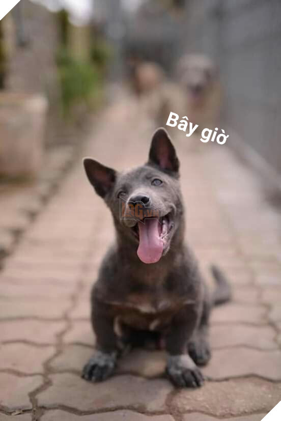 Chỉ sau 3 tháng thành đại boss quốc dân, chú chó Nguyễn Văn Dúi khiến dân mạng bất ngờ với màn “dậy thì” có vẻ không mấy thành công 3