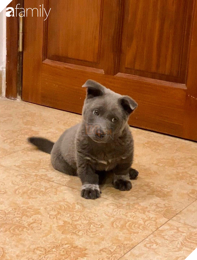 Chỉ sau 3 tháng thành đại boss quốc dân, chú chó Nguyễn Văn Dúi khiến dân mạng bất ngờ với màn “dậy thì” có vẻ không mấy thành công