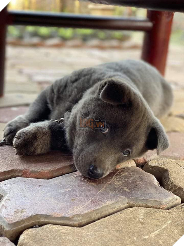 Chỉ sau 3 tháng thành đại boss quốc dân, chú chó Nguyễn Văn Dúi khiến dân mạng bất ngờ với màn “dậy thì” có vẻ không mấy thành công 4