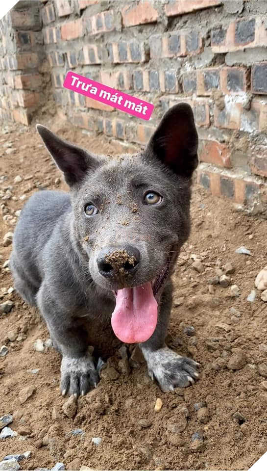 Chỉ sau 3 tháng thành đại boss quốc dân, chú chó Nguyễn Văn Dúi khiến dân mạng bất ngờ với màn “dậy thì” có vẻ không mấy thành công 8