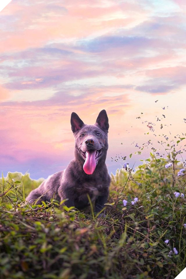 Chỉ sau 3 tháng thành đại boss quốc dân, chú chó Nguyễn Văn Dúi khiến dân mạng bất ngờ với màn “dậy thì” có vẻ không mấy thành công 13