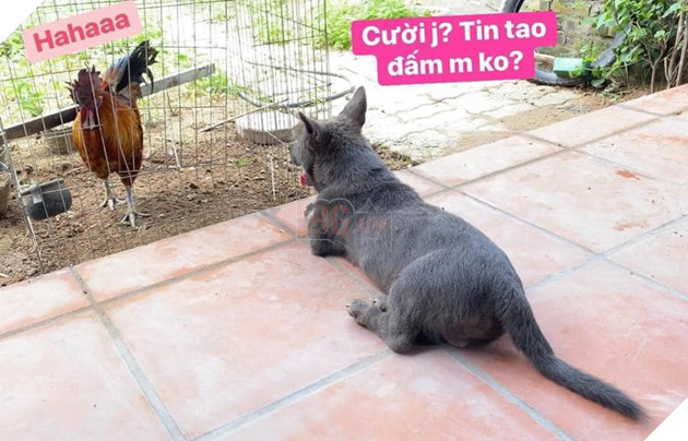 Chỉ sau 3 tháng thành đại boss quốc dân, chú chó Nguyễn Văn Dúi khiến dân mạng bất ngờ với màn “dậy thì” có vẻ không mấy thành công 6