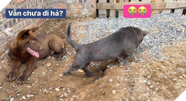 Chỉ sau 3 tháng thành đại boss quốc dân, chú chó Nguyễn Văn Dúi khiến dân mạng bất ngờ với màn “dậy thì” có vẻ không mấy thành công 7