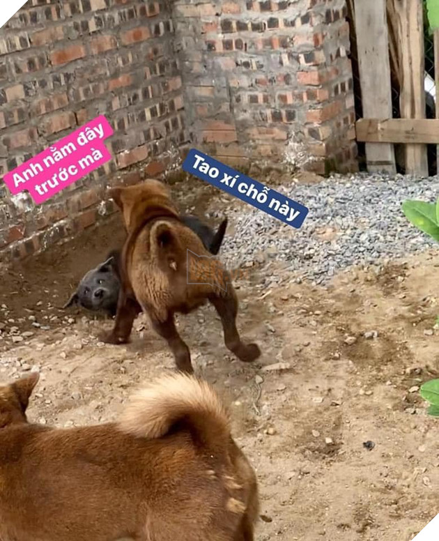 Chỉ sau 3 tháng thành đại boss quốc dân, chú chó Nguyễn Văn Dúi khiến dân mạng bất ngờ với màn “dậy thì” có vẻ không mấy thành công 9