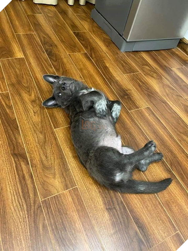 Chỉ sau 3 tháng thành đại boss quốc dân, chú chó Nguyễn Văn Dúi khiến dân mạng bất ngờ với màn “dậy thì” có vẻ không mấy thành công 10