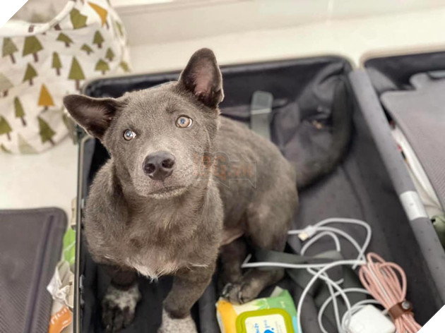 Chỉ sau 3 tháng thành đại boss quốc dân, chú chó Nguyễn Văn Dúi khiến dân mạng bất ngờ với màn “dậy thì” có vẻ không mấy thành công 11