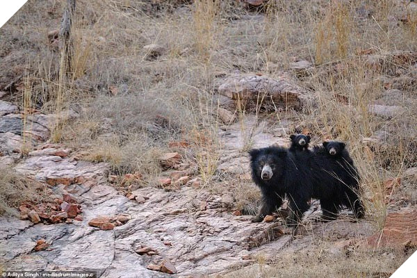 Tử chiến để bảo vệ con, gấu lợn mẹ khiến hổ dữ nhận thất bại vô cùng tủi hổ - Ảnh 1.