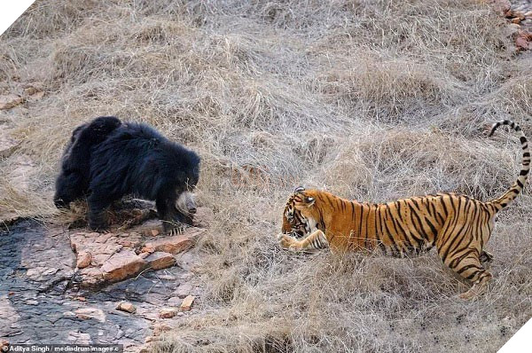 Tử chiến để bảo vệ con, gấu lợn mẹ khiến hổ dữ nhận thất bại vô cùng tủi hổ - Ảnh 2.