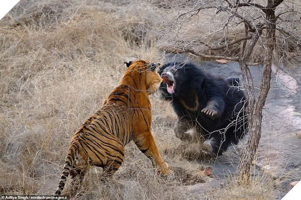 Tử chiến để bảo vệ con, gấu lợn mẹ khiến hổ dữ nhận thất bại vô cùng tủi hổ - Ảnh 3.