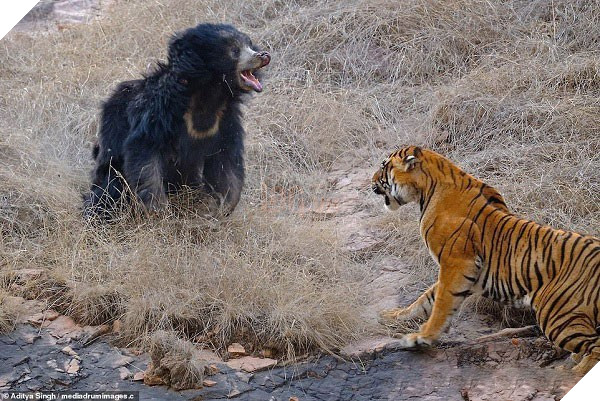 Tử chiến để bảo vệ con, gấu lợn mẹ khiến hổ dữ nhận thất bại vô cùng tủi hổ - Ảnh 4.