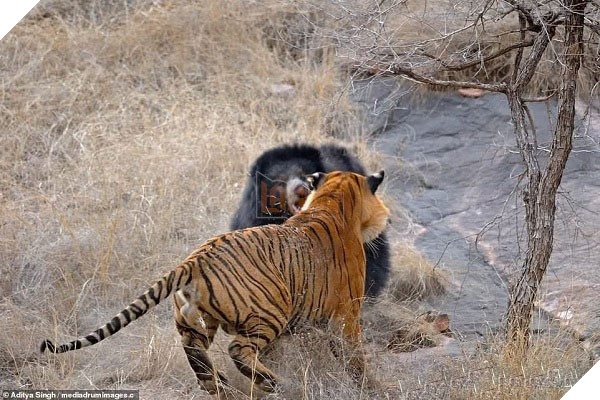 Tử chiến để bảo vệ con, gấu lợn mẹ khiến hổ dữ nhận thất bại vô cùng tủi hổ - Ảnh 5.