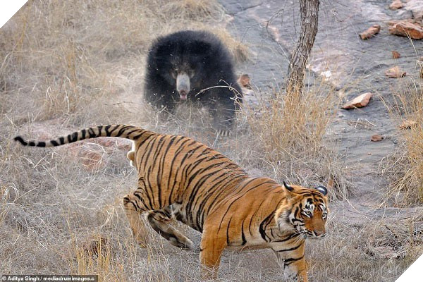 Tử chiến để bảo vệ con, gấu lợn mẹ khiến hổ dữ nhận thất bại vô cùng tủi hổ - Ảnh 6.