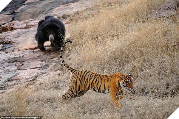 Tử chiến để bảo vệ con, gấu lợn mẹ khiến hổ dữ nhận thất bại vô cùng tủi hổ - Ảnh 7.