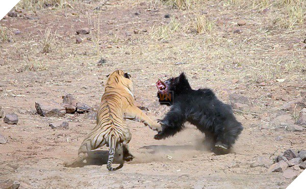 Tử chiến để bảo vệ con, gấu lợn mẹ khiến hổ dữ nhận thất bại vô cùng tủi hổ - Ảnh 8.