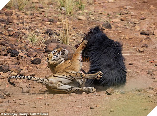 Tử chiến để bảo vệ con, gấu lợn mẹ khiến hổ dữ nhận thất bại vô cùng tủi hổ - Ảnh 9.